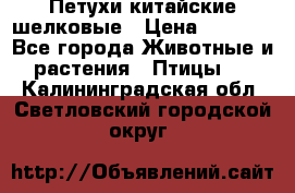 Петухи китайские шелковые › Цена ­ 1 000 - Все города Животные и растения » Птицы   . Калининградская обл.,Светловский городской округ 